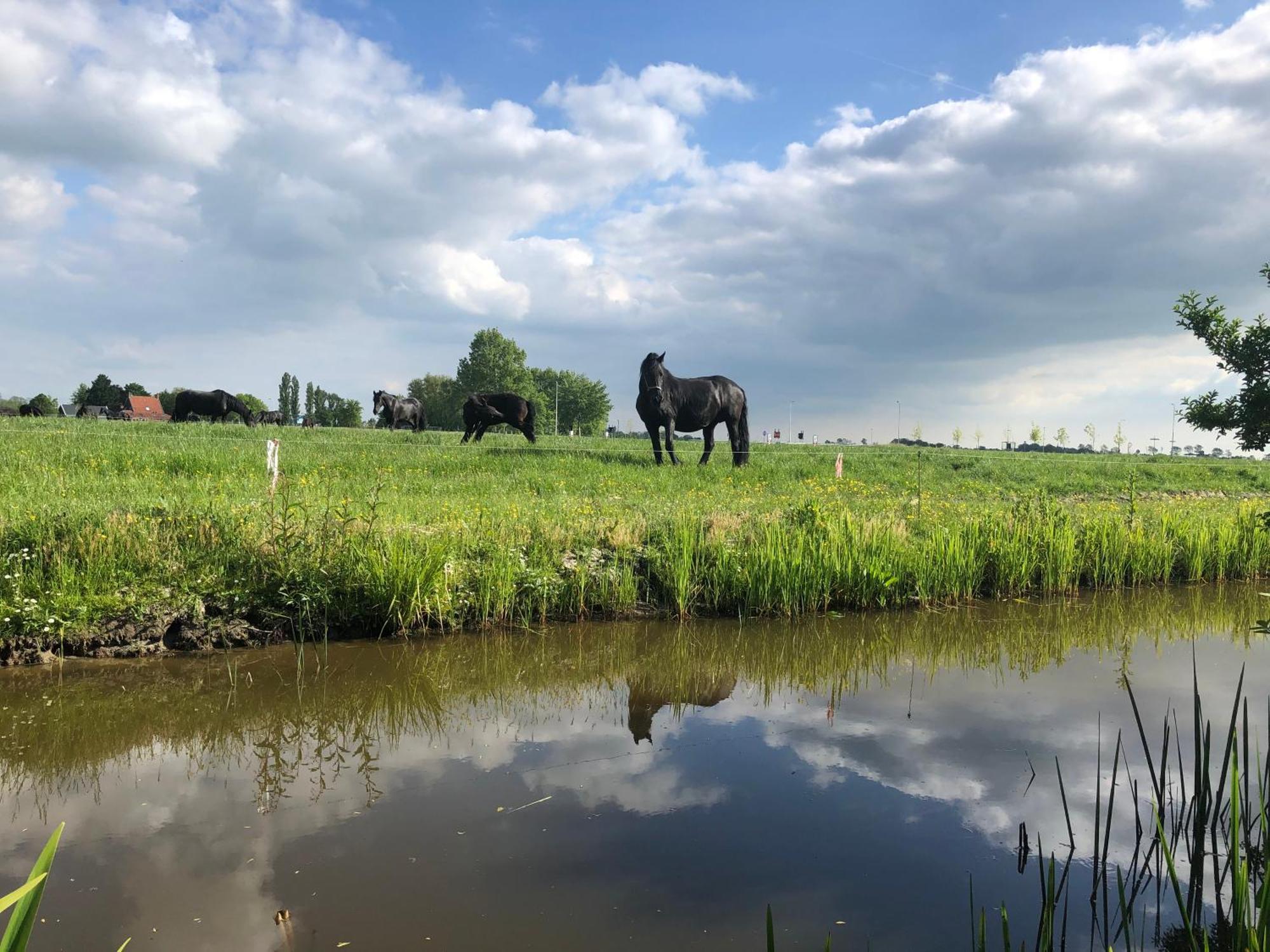 Vakantiehuis In Friesland Voor De Hele Familie Huns Kültér fotó